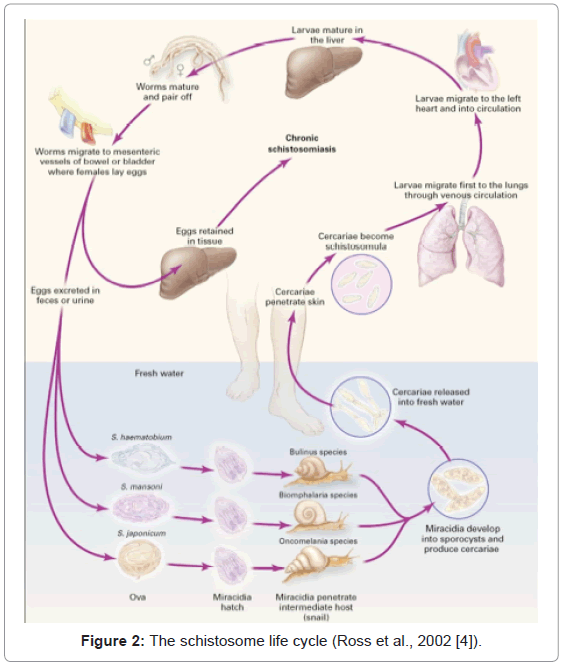 tropical-medicine-surgery-schistosome-life-cycle