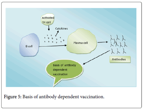 vaccines-vaccination-antibody-dependent