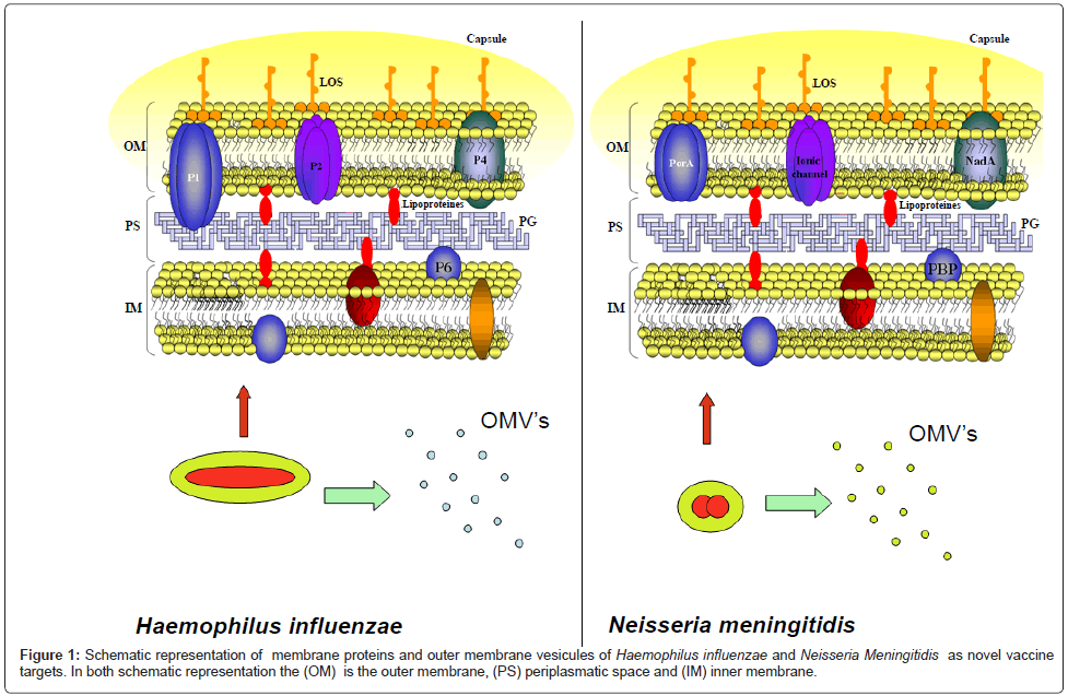 vaccines-vaccination-membrane-proteins