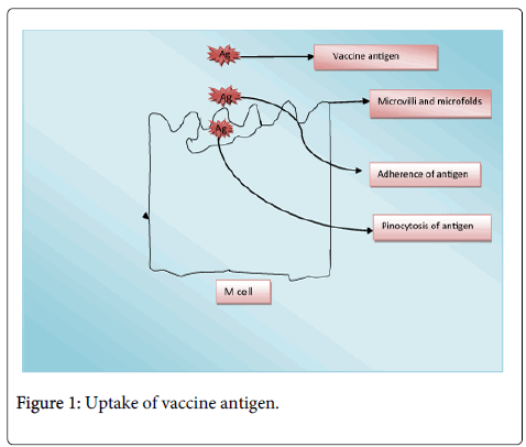 vaccines-vaccination-vaccine-antigen